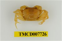 藏品(黃綠澤蟹)的圖片